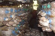 Sử dụng phế phẩm cây cao su, cây mì làm cơ chất trồng nấm bào ngư 